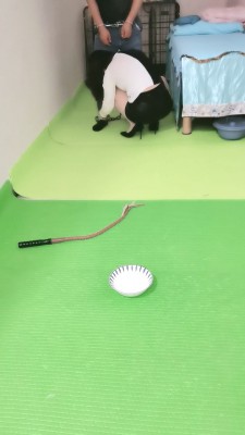 【美容院S】狗笼圈养手铐捆绑跪求圣水/转胯爬行 JS23051203_绳艺资料库