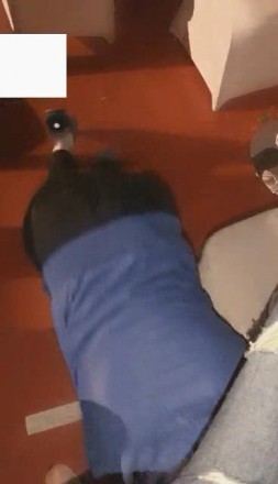 vivi,跨年夜车展遛狗_绳艺资料库