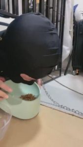 【樱桃大大】笼子里的家奴 bf16046_绳艺套路直播视频资源网