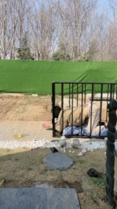 套路直播视频【沅芷大人】15小时囚禁后上刑/圣水/鞭打 bf25577_绳艺资料库