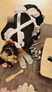 【女攻驾到】女仆装日常犯贱_绳艺资料库视频资源下载