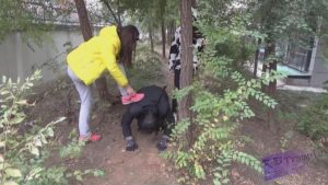 【品丝阁】女主晨练小区遛狗_绳艺资料库视频资源下载