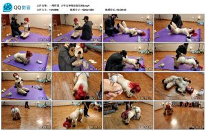 【一绳所爱】大学女神陈依依玩K9_绳艺资料库