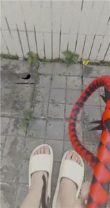 套路直播视频【囡囡】午后带贱狗天台晒太阳  JS23030108_绳艺资料库