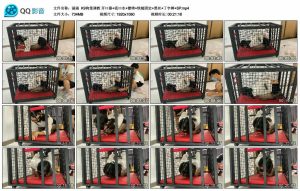 【涵涵】K9狗笼调教 开口器+流口水+镣铐+铁链固定+黑丝+丁字裤+SP_绳艺资料库视频资源下载