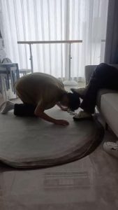 【叶子】被女神女友羞辱 bf20690_绳艺资料库视频资源下载