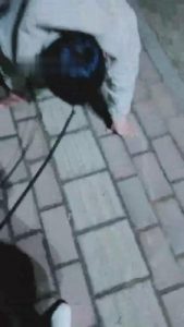 【魅影女神】饭后遛遛狗虐虐 bf7601_绳艺资料库视频资源下载