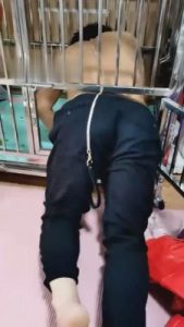 【乐爷】圈养员工奴 G-210823-18_绳艺资料库视频资源下载