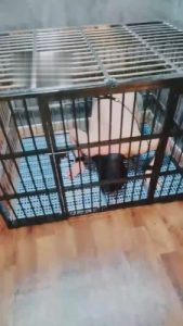 【小律】应聘私奴的贱狗 bf1215_绳艺资料库