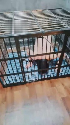 【小律】应聘私奴的贱狗 bf1215_绳艺资料库