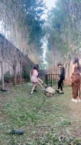 【沅芷大人】4S户外处刑-麻袋套-暴力鞭打/踢踹_绳艺资料库视频资源下载