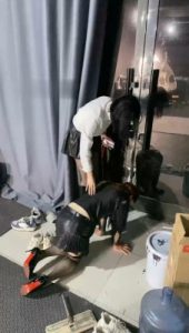 【冰诺】吊绑重度鞭打/长靴踩踏脚垫_绳艺资料库视频资源下载