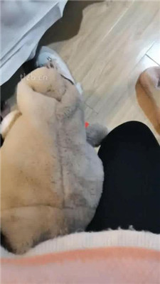 图片[5]-晓安】骑狗脖/转胯/裸足恋足舔-绳艺资源网