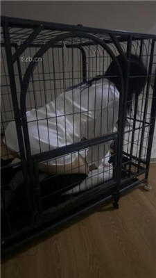 图片[14]-女仆店萌萌】圈养母畜没睡醒就被姐妹花玩弄